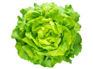 Lattuga
