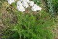 Achillea millefoglie